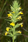 Yellow glandweed